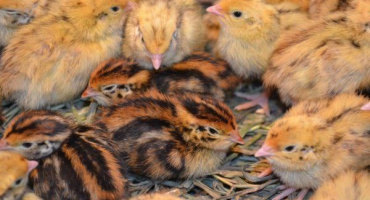 Křepelčí jídlo od narození: co a jak krmit?